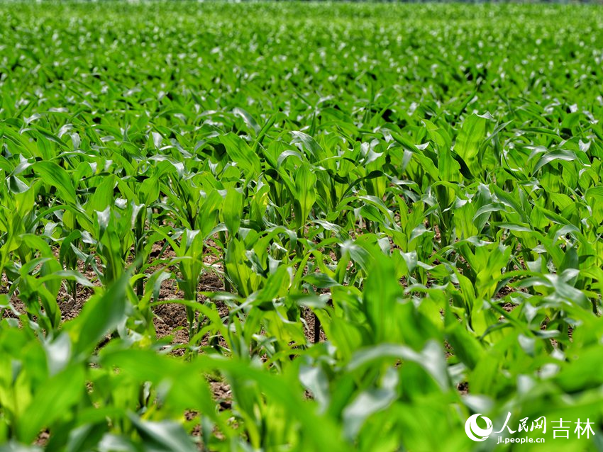 黑土地上，綠油油的玉米旺盛生長。人民網記者 李洋攝