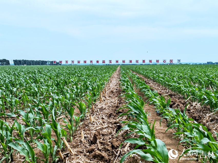 玉米秸稈覆蓋在田壟中。人民網記者 馬俊華攝