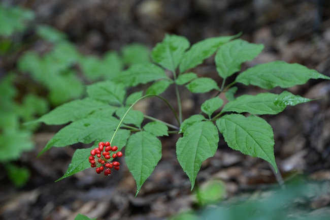 人參。人民網記者 李洋攝