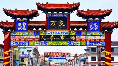 行進中國｜這里，“參”機無限  撫松縣，地處長白山核心腹地，森林覆蓋率達到87.6%，優越的地理位置和生態環境，孕育了撫松縣高品質人參。