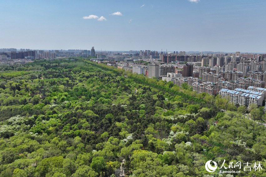 綠樹成蔭的城市宛如“天然空調”。人民網記者 李洋攝