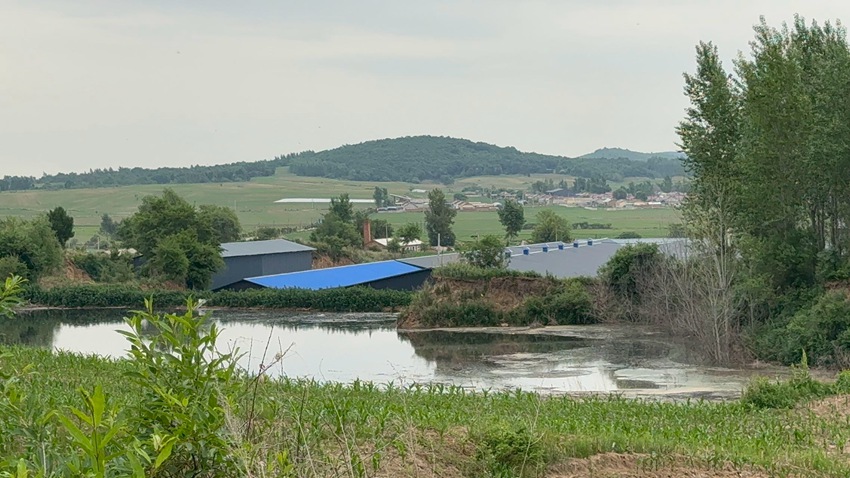 網友拍攝的養豬場現場圖片