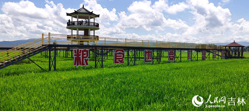 延邊朝鮮族自治州和龍市光東村稻田風光。人民網記者 王帝元攝