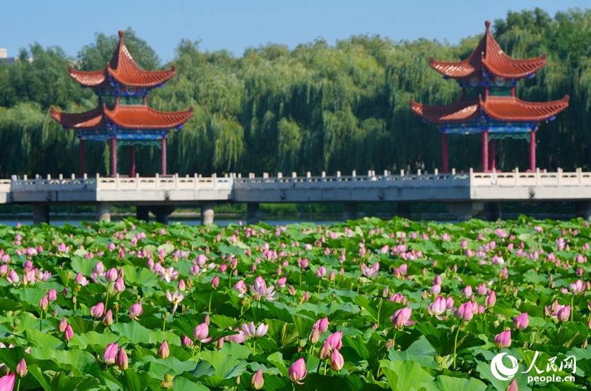 近日，在長春友誼公園，大片荷花綻放美如畫。人民網記者 李洋攝