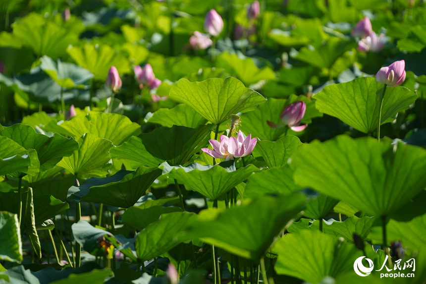 次第綻放的荷花。人民網記者 李洋攝