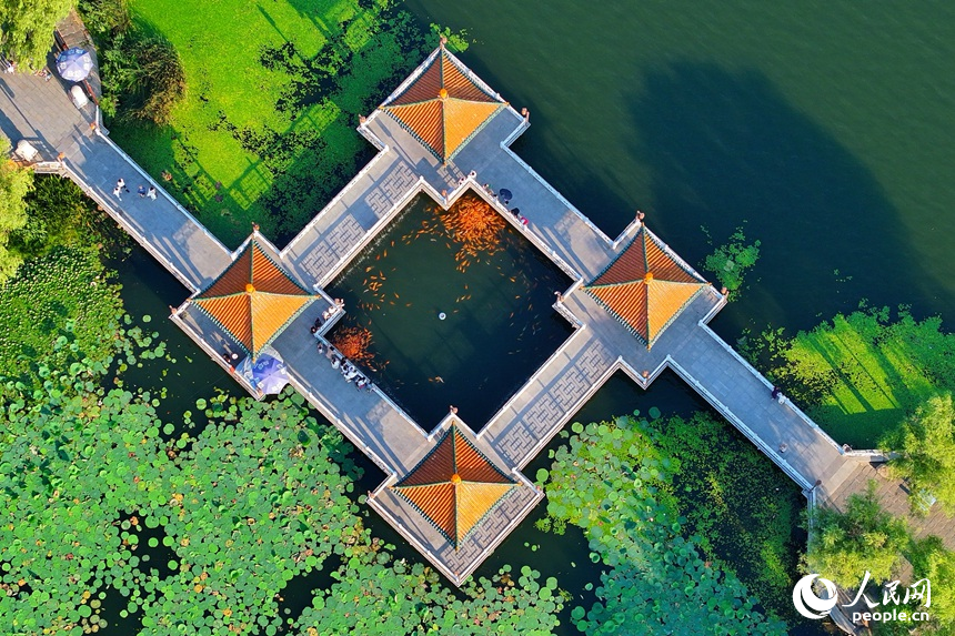 在長春地標“南湖四亭”，市民游客在清爽夏日里，賞荷花喂金魚。人民網記者 李洋攝