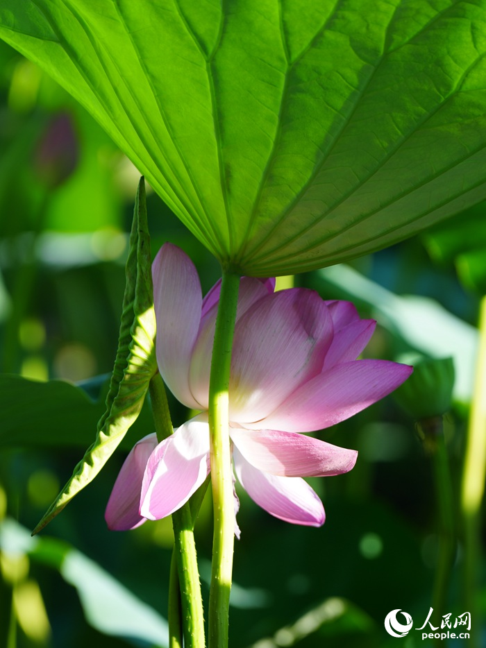荷花別樣紅。人民網記者 李洋攝