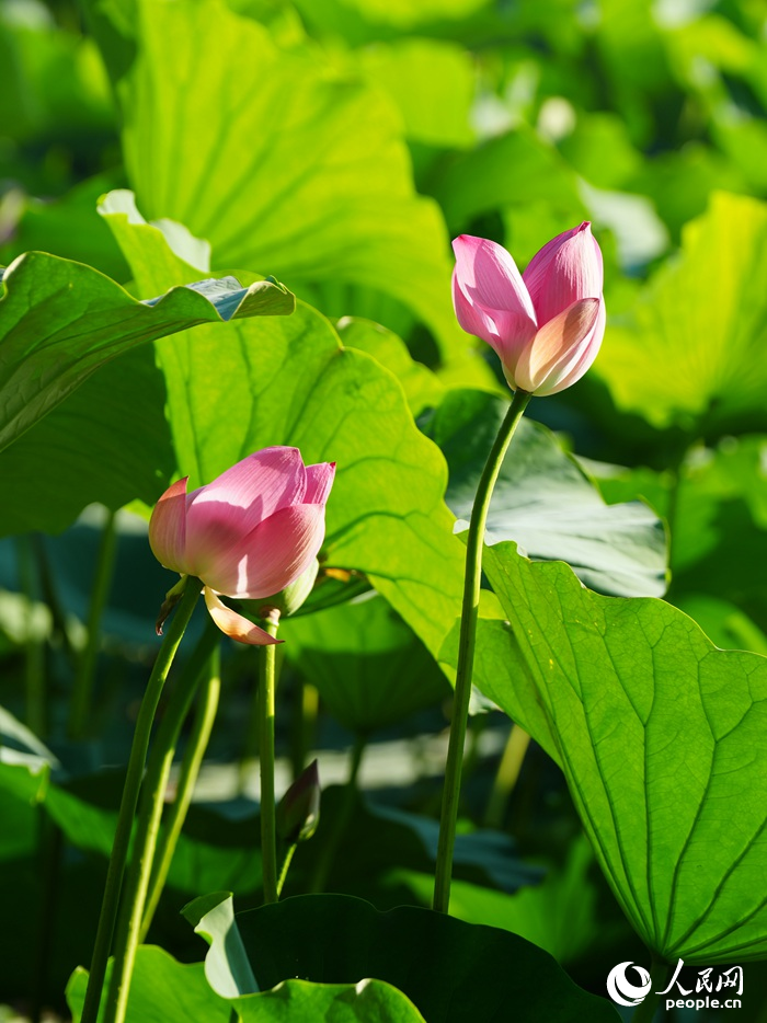 荷花綻放，風姿綽約。人民網記者 李洋攝