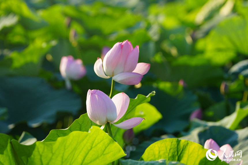 綻放的荷花。人民網記者 李洋攝