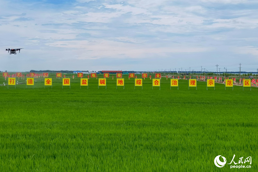 治理后的鹽堿地上風吹綠浪。人民網記者 李洋攝