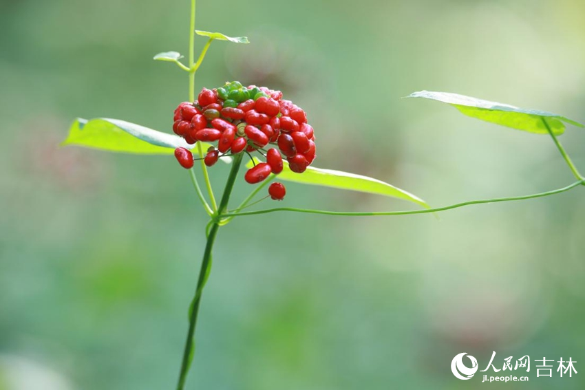 吉林通化云嶺野山參產業園的林下山參。人民網記者 李洋攝