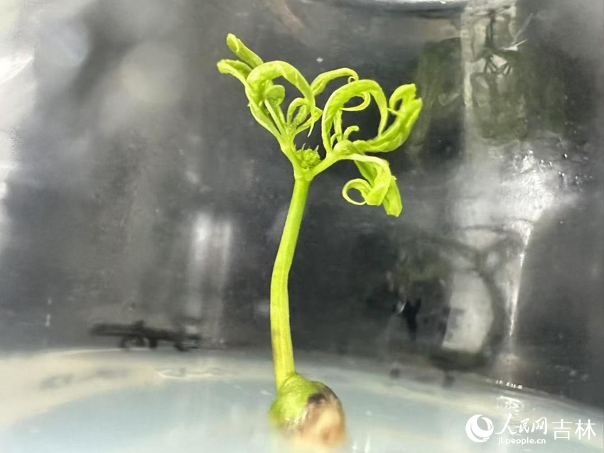 吉林農業大學實驗室林下山參芽孢組培苗。人民網記者 李洋攝