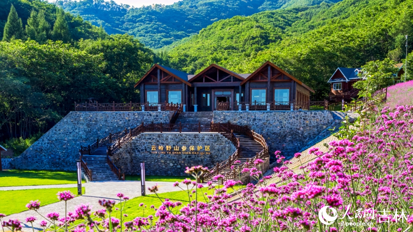 吉林云嶺野山參保護區。（受訪者供圖）