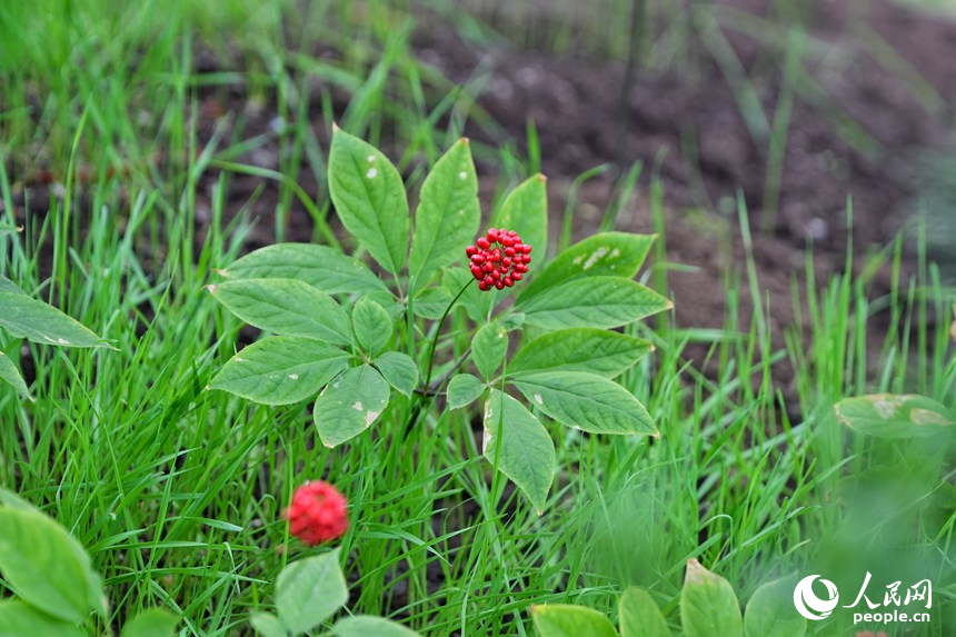 長春農博會上展示的人工培育的人參。人民網記者 李洋攝