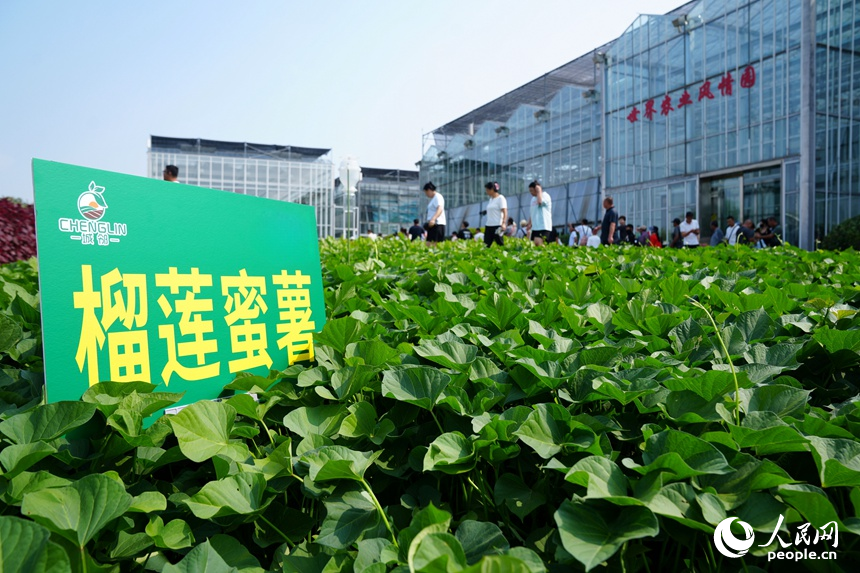 長春農博會上展示的高產作物優良品種。人民網記者 李洋攝