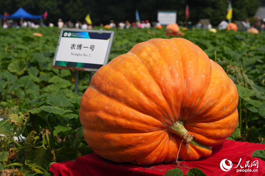 長春農博會上展示的巨型南瓜。人民網記者 李洋攝