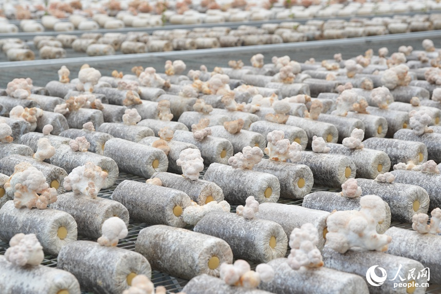 長春農博會現代菌物示范區上展示的菌物。人民網記者 李洋攝