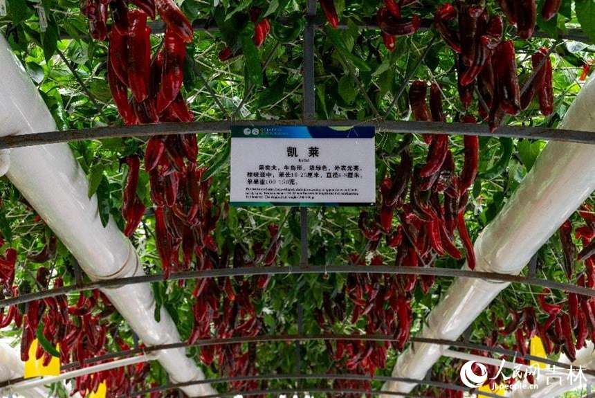 無土栽培的“凱萊”紅椒。實習生 王思皓攝