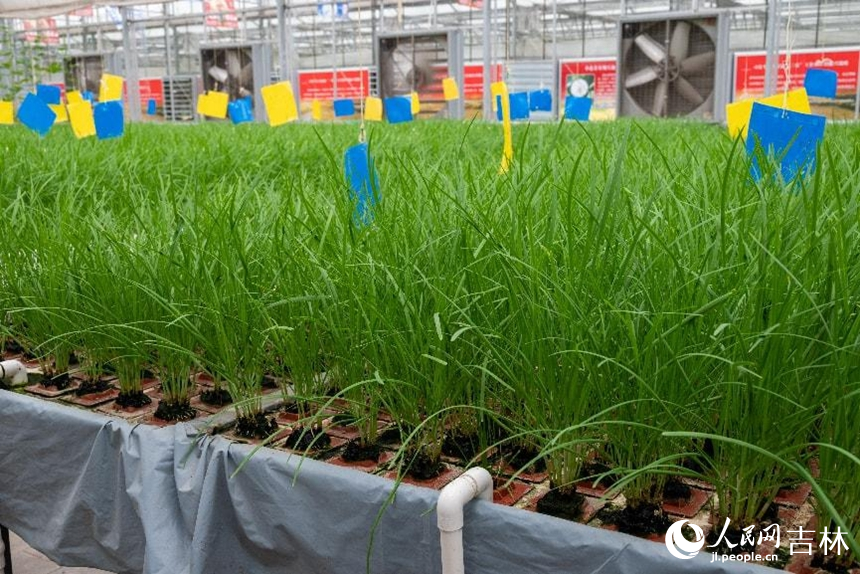 基質栽培區的綠劍韭菜。實習生 王思皓攝