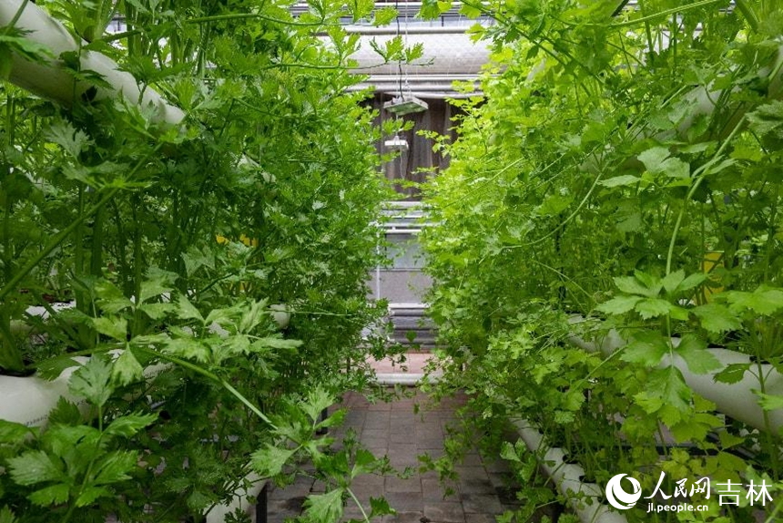 管道栽培區郁郁蔥蔥的蔬菜。實習生 王思皓攝