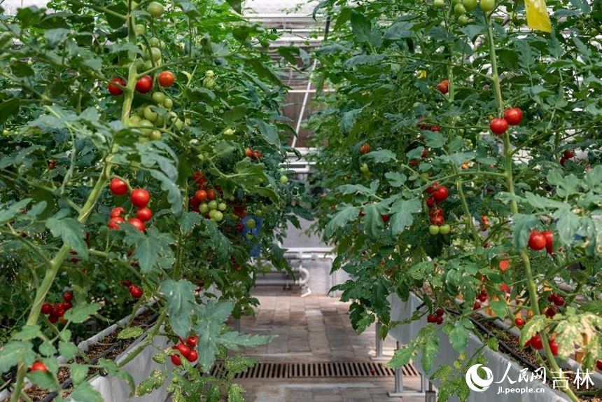 無土栽培的番茄。實習生 王思皓攝