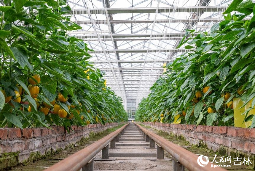 果類菜基質栽培區的“皇太極”彩椒。實習生 王思皓攝