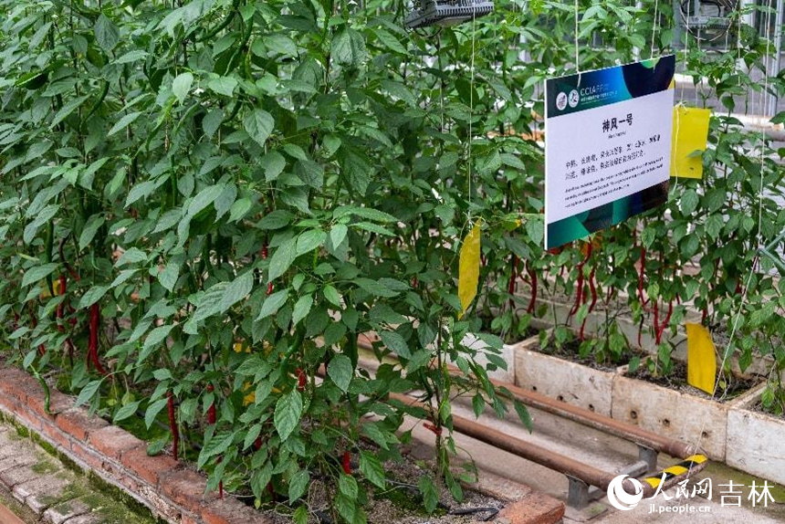 基質栽培的“神風一號”辣椒。實習生 王思皓攝