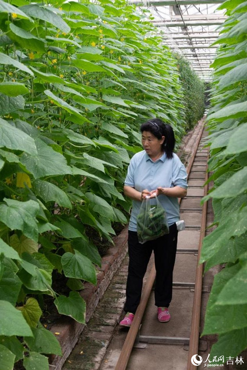 工作人員正在采摘基質栽培的“多?！彼S瓜。實習生 王思皓攝