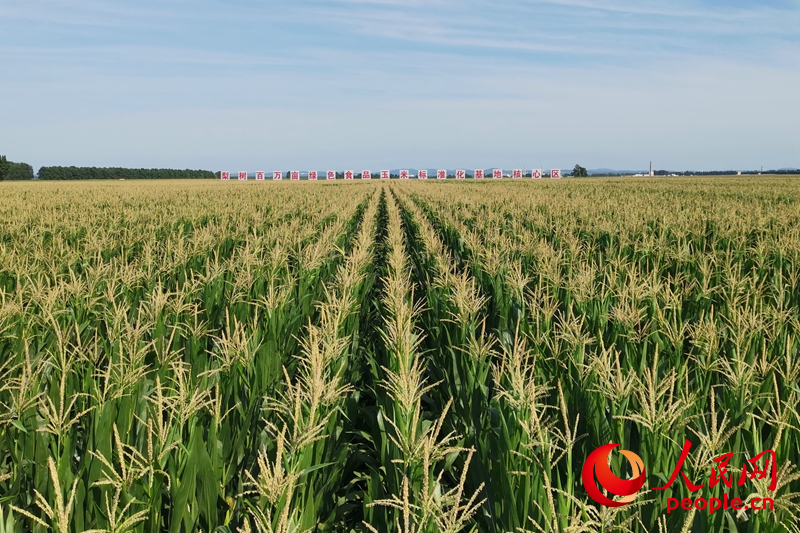梨樹縣百萬畝綠色食品玉米標準化基地核心區。人民網記者 李洋攝