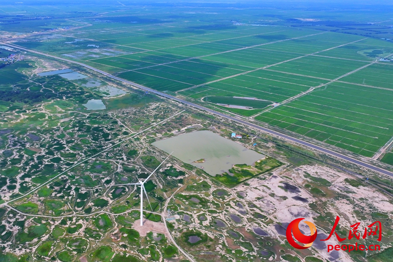 在大安市樂勝鄉，治理后綠油油的稻田與未經改良耕種的鹽堿地形成鮮明對比。人民網記者 李洋攝