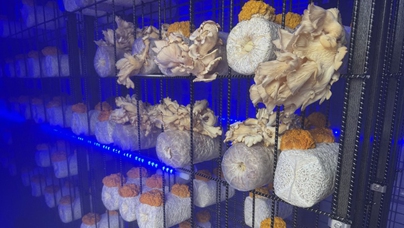 行進中國｜小菌菇的“七十二變”在第二十四屆長春農博會上，中國工程院院士、吉林農業大學教授李玉團隊帶來了一場菌物科技的盛宴，全方位展示了從新品種到智慧種植，再到創意深加工與文創產品的產業鏈條。