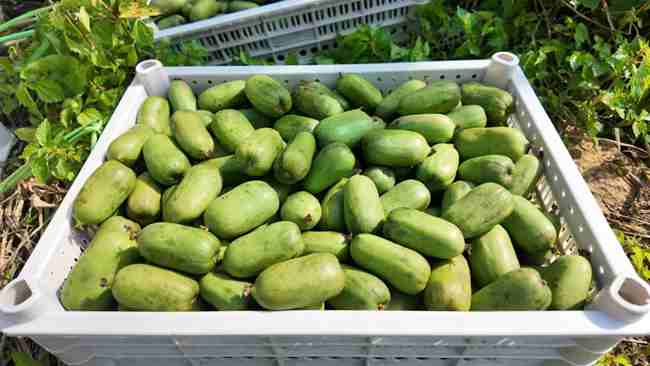 即將發往各地銷售的軟棗獼猴桃