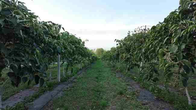 學校軟棗獼猴桃種質資源圃T型架栽培模式