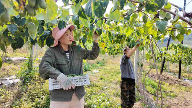 海關村農戶采收軟棗獼猴桃
