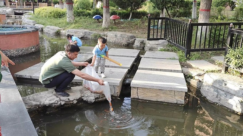 汽開區錦繡街道長沈社區力旺康景小區向池塘投放觀景魚。