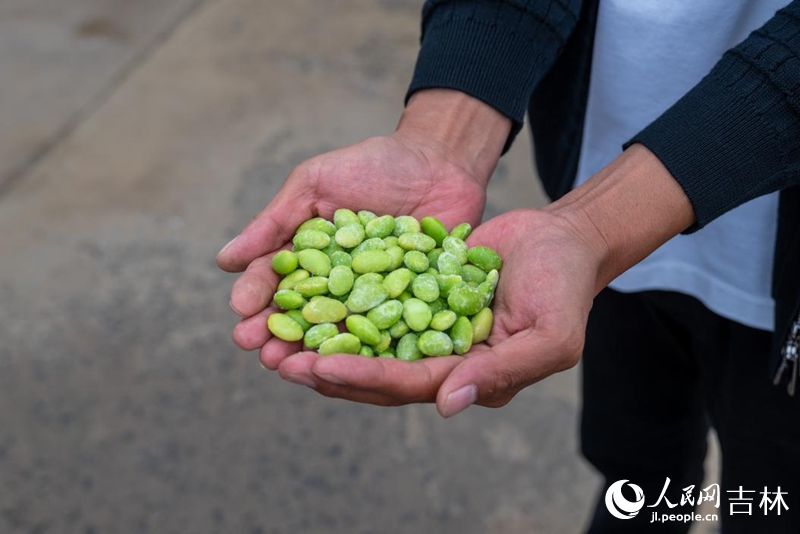 旭豐農機農民專業合作社種植的毛豆。