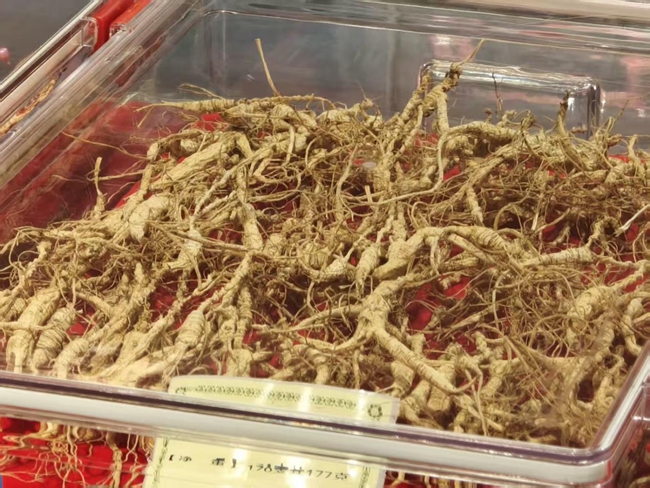 采參人采摘的野山參。實習生 王思皓攝