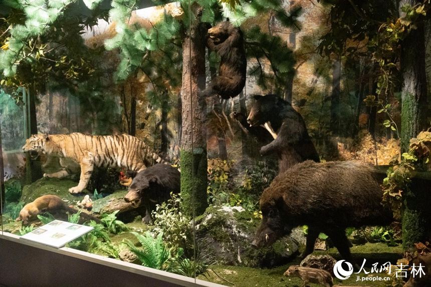 長白山自然博物館。實習生 王思皓攝