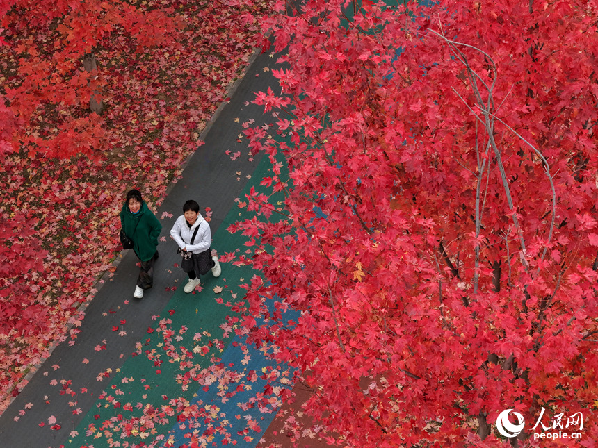 10月20日，游客在長春月荷文化園欣賞“楓”景。人民網記者 李洋攝