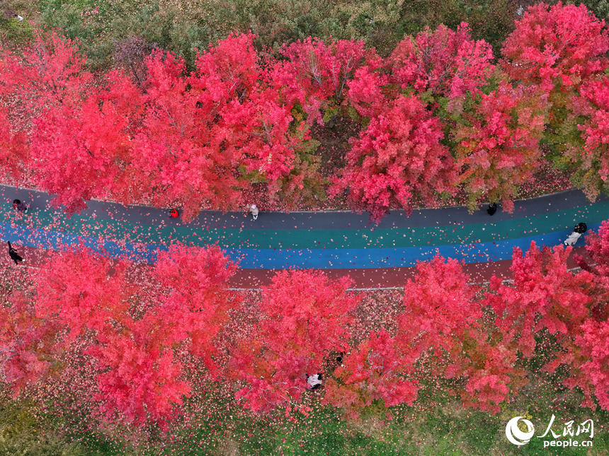10月20日，長春月荷文化園紅葉盡染，為秋日增添一抹亮色。人民網記者 李洋攝