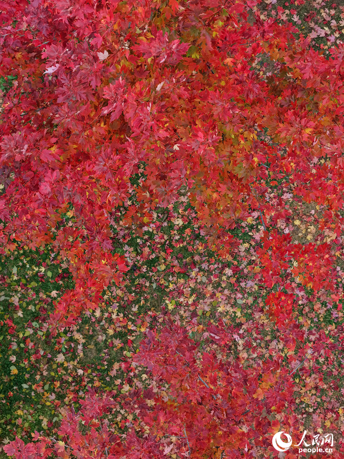 秋日的月荷文化園宛如油畫世界。人民網記者 李洋攝