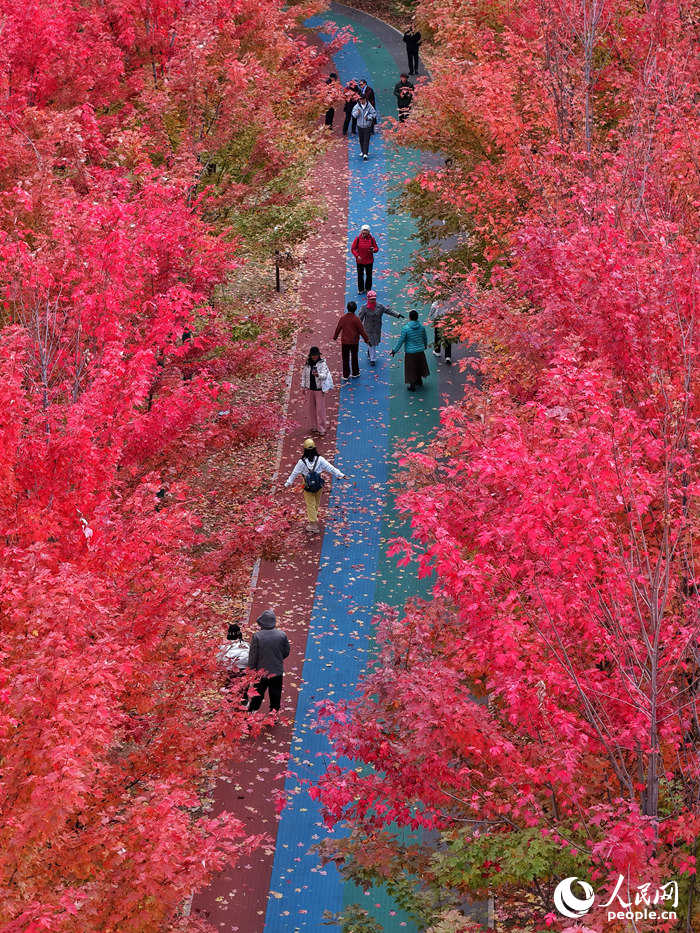 游客在楓林中盡享濃濃秋意。人民網記者 李洋攝