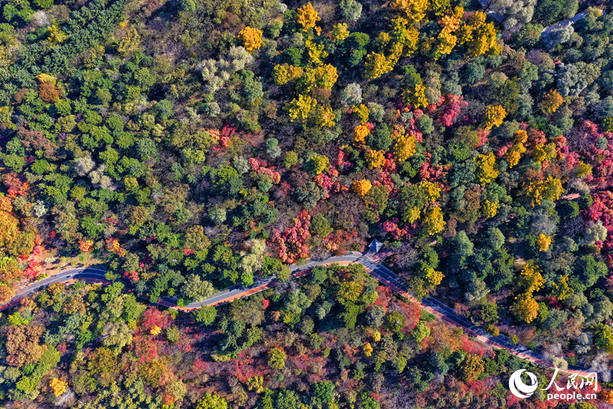“霜降”節氣，樹木換秋裝，給長春增添了一抹曼妙的色彩。人民網記者 李洋攝