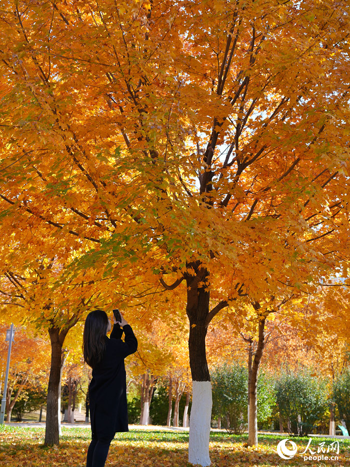 近日，長春市迎來一年中色彩最豐富的季節，市民游客紛紛將美麗的秋色留在相冊中。人民網記者 李洋攝