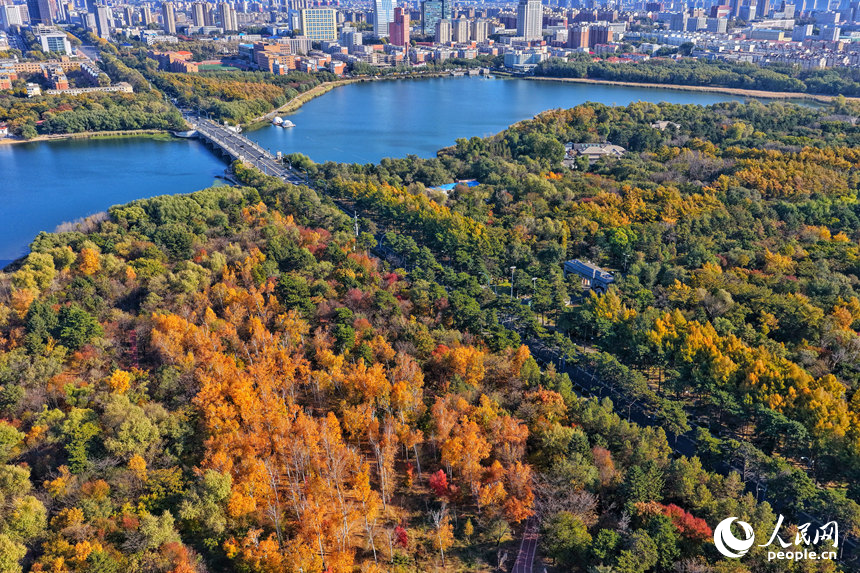 23日，長春南湖公園層林盡染、色彩斑斕。人民網記者 李洋攝