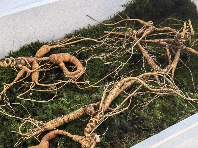 鮮野山參。人民網記者 馬俊華攝