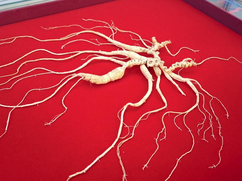 野山參展示。人民網記者 馬俊華攝