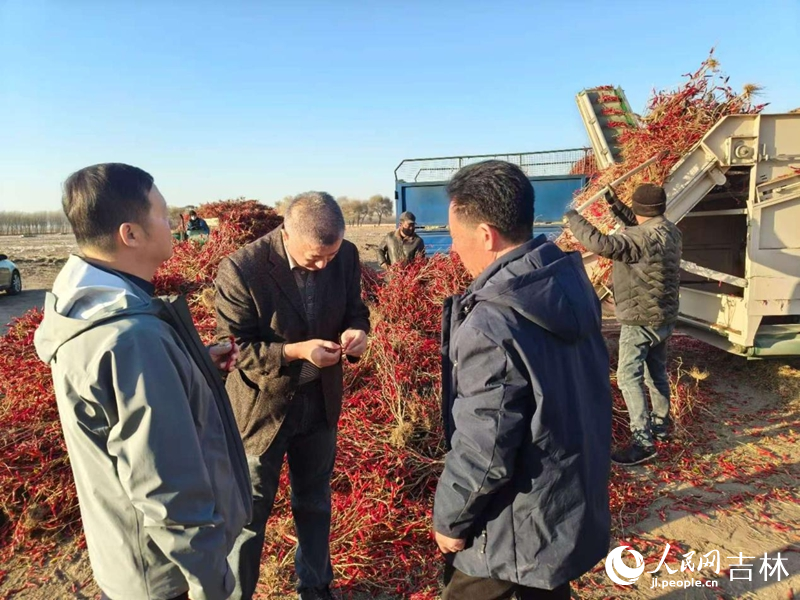 錢衛華正在查看辣椒品質。 實習生 王思皓攝