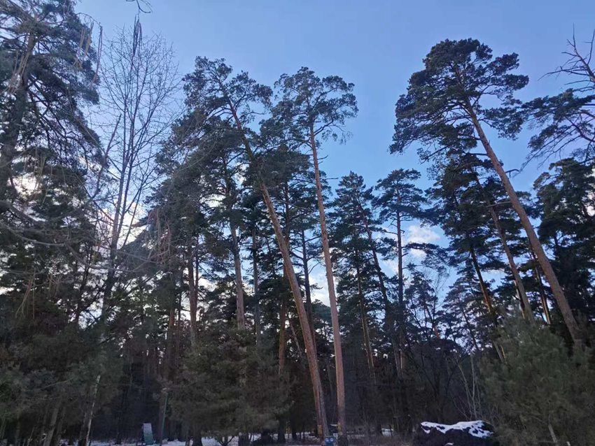 “吉林冰雪煥新季”主題采訪行丨長白山美人松愛情森林等你浪漫打卡【5】