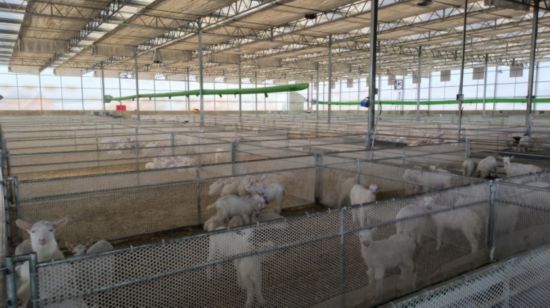 紅星美羚乳業無菌化養殖場